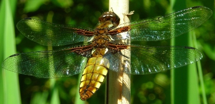 Libellula depressa femmina (Libellulidae)